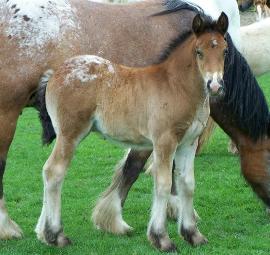 Click for larger image